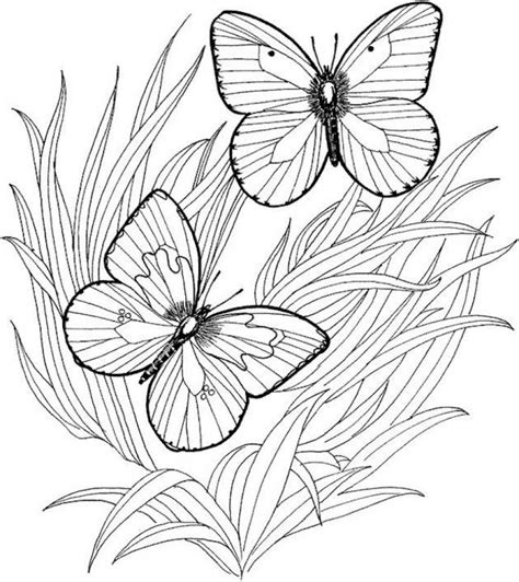 Free Free Butterfly Colouring Pages Mackira Thanatos