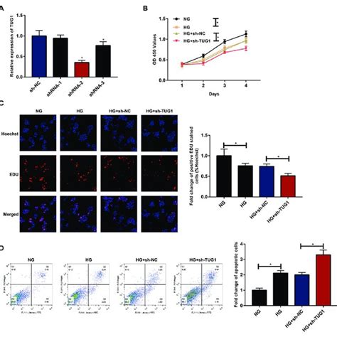 Knockdown Of Tug Inhibited Proliferative Ability In Hg Induced Min