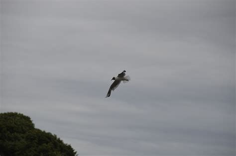 Seagull Flying - Free photo on Pixabay - Pixabay