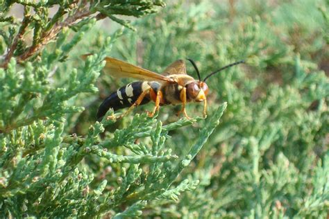 4 Things You Should Know About Cicada Killer Wasps Charlotte Magazine