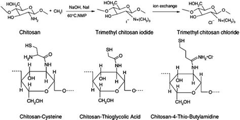 Synthesis Of N N N Trimethyl Chitosan And Substructure Of Thiolated