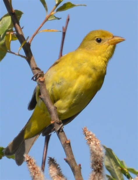 Western Tanager Female By Annabogouslavski On Deviantart