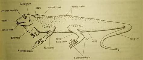 Agama Lizard Diagram