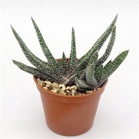 Gasteria Carinata Var Verrucosa Cactus Prod