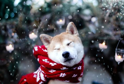 15 Winter Tips for a Happy Dog – Inside Dogs World