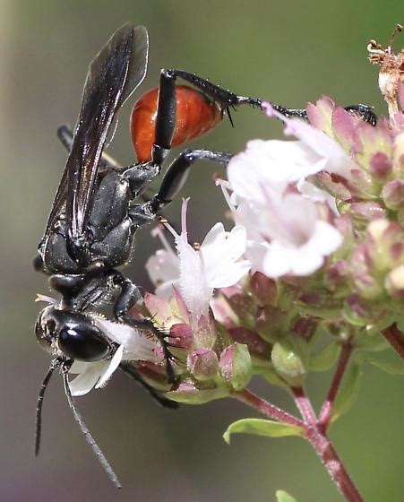 NC Wasp Prionyx BugGuide Net