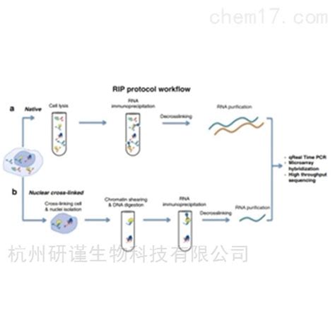 Rna结合蛋白免疫沉淀（rip）实验代做免疫学 杭州研谨生物科技有限公司