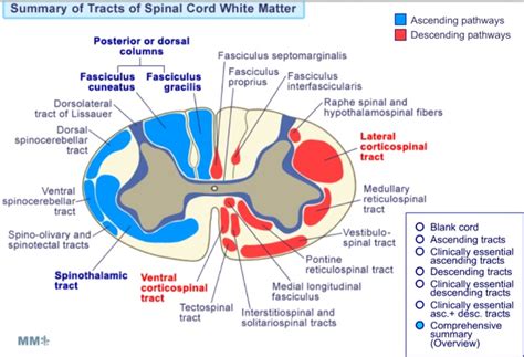 Neurology Notes Spinal Cord Section