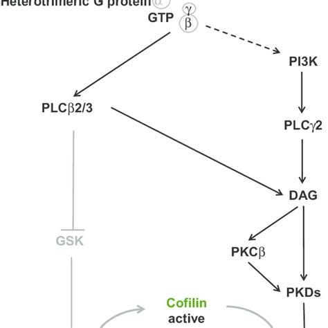 Plc Pkc Pkd Signaling Pathway Plays An Essential Role In Chemotaxis Of