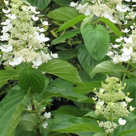 Hydrangea Arborescens Bella Anna® Hortensia De Virginie