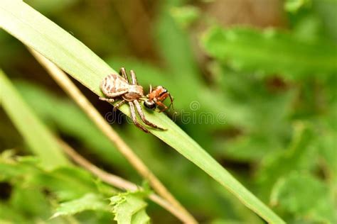 A Brown Crab Spider, Xysticus Croceus, on a Leaf Near Green Plants ...