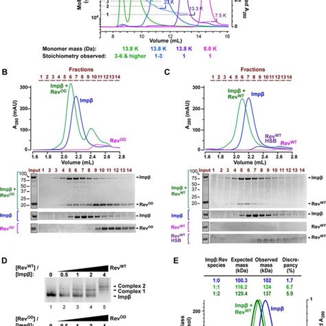 Hiv 1 Rev Forms A Stable Complex With Impβ A Analysis Of Different