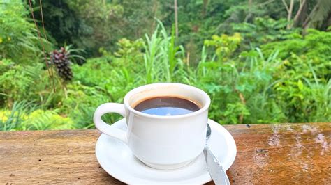 Coffee Plantations In Bali Full Guide