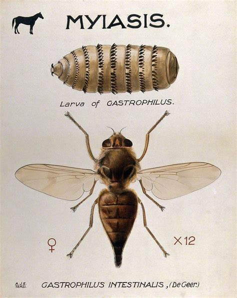 Horse Fly Larvae