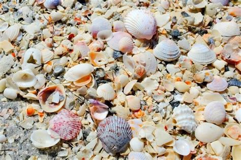 Cayo Costa State Park Shelling Beach Where I Saw So Many Shells Along