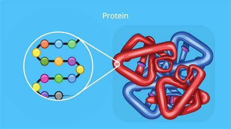 Proteine Aufbau Und Funktion Mit Video