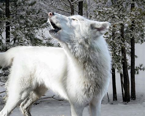 Arctic Wolf Howling