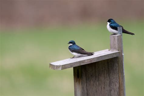 Birds in Massachusetts