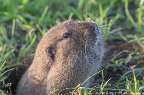 Gophers