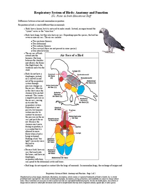 Respiratory_System_of_Birds__Anatomy_and_Function.pd | Respiratory System | Lung