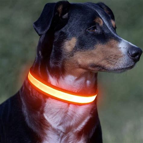 Con Un Collar De Perro Led Ultra Brillante Con Un Patr N De Bater A