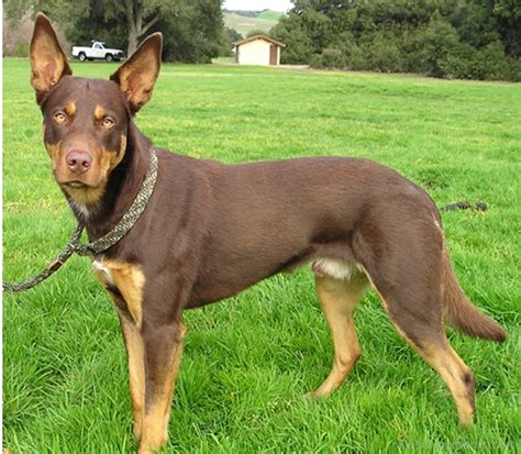 Brown Australian Kelpie Dog