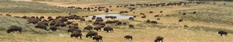 NPS photo Yellowstone bison herd – Mary Donahue