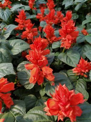 Salvia Splendens Red Hot Sally II Dwarf Salvia From Sedan Floral