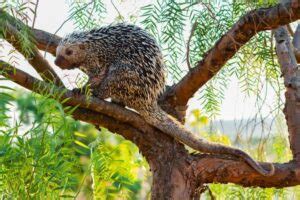 prehensile tailed porcupine facts aka coendou fact animal