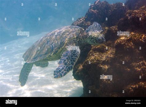 Green Turtle Rock Turtle Meat Turtle Chelonia Mydas Eating Algae