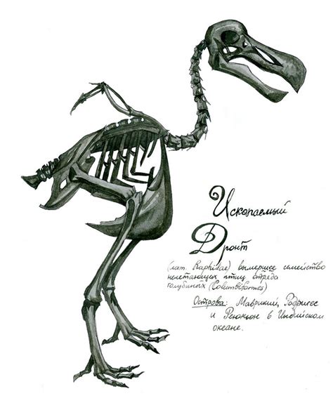 dodo skeleton by Lily-Skok on DeviantArt