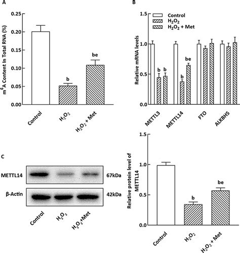 Metformin Enhances METTL14 Mediated M6A Methylation To Alleviate NIT 1