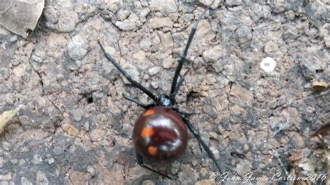 This Brownish Northern Black Widow Spider Has Vaguely Heart Shaped