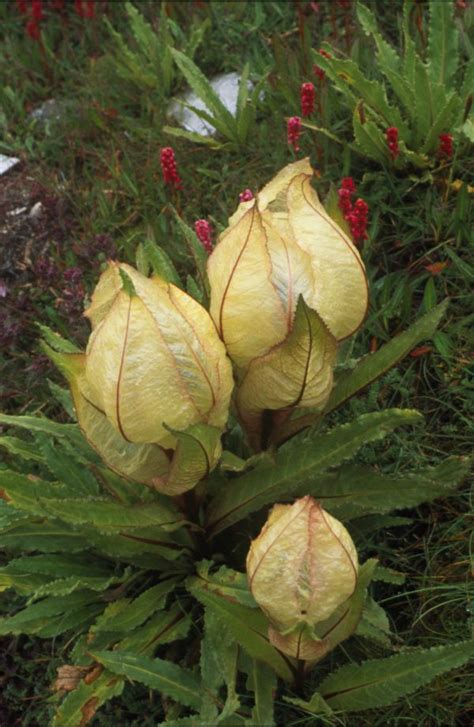 Rare Himalayan Flowers Blooming Amid Pandemic Pollution Reduction ...