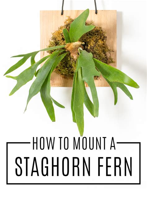 How To Mount A Staghorn Fern To Hang On Your Wall