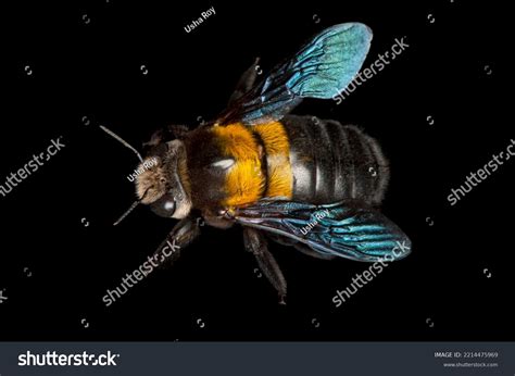 Carpenter Bee Black Background Stock Photo 2214475969 | Shutterstock