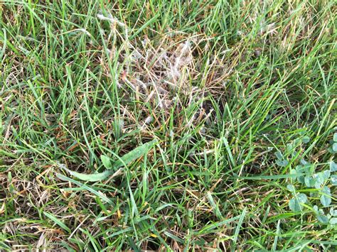 Does anyone know a organic anti-fungi I can use to fight this? : r