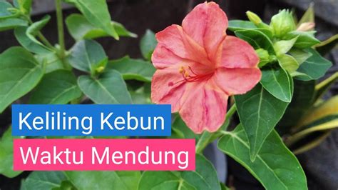 Keliling Kebun Waktu Mendung Youtube