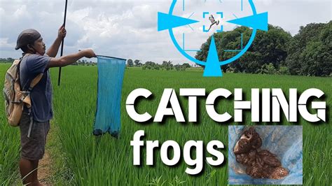 Pamimingwit Ng Palaka Hunting Frogs In The Rice Field Youtube