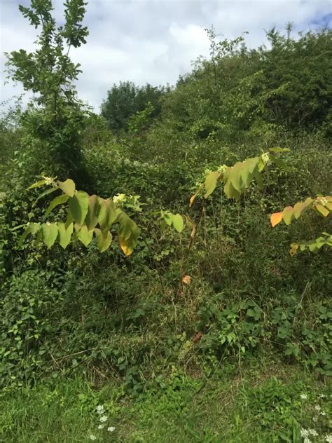 The Ultimate Guide On How To Identify Japanese Knotweed In The Autumn