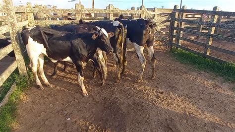 Feira De Bezerras E Novilhas Leiteira Em Capoeiras Pe