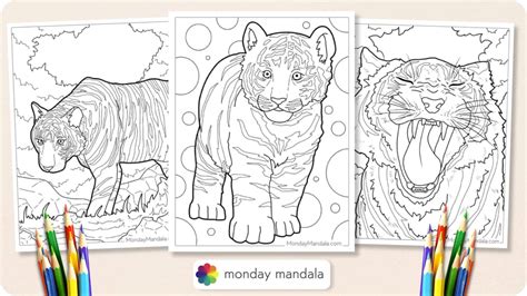 40 Tiger Coloring Pages Free Pdf Printables