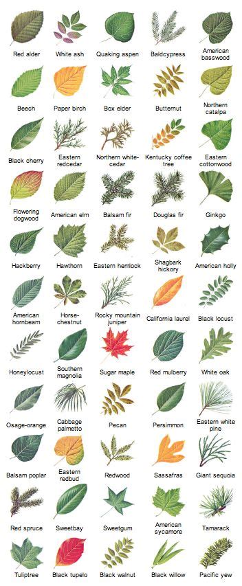 Free Printable Leaf Identification Chart