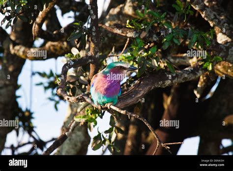 Lilac Breasted Roller Coracias Caudatus Stock Photo Alamy