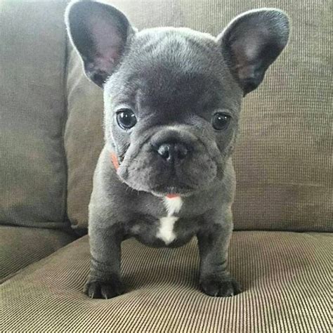 fat french bulldog puppy potty training   blue