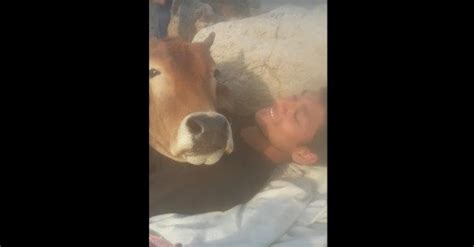 A Tourist in India Gets a Big Surprise When a Cow Decides to Snuggle