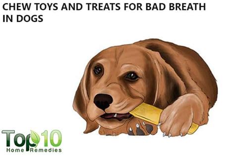 Home Remedies for Bad Breath in Dogs | Top 10 Home Remedies