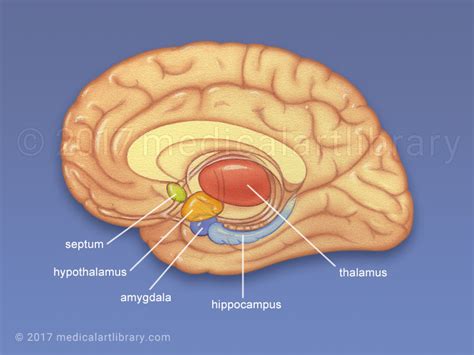 Brain Limbic System Diagram