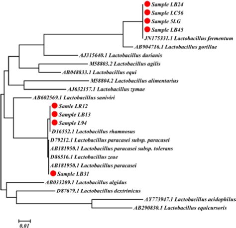 Figure 1 from Fermentation Conditions of Lactobacilli for the ...