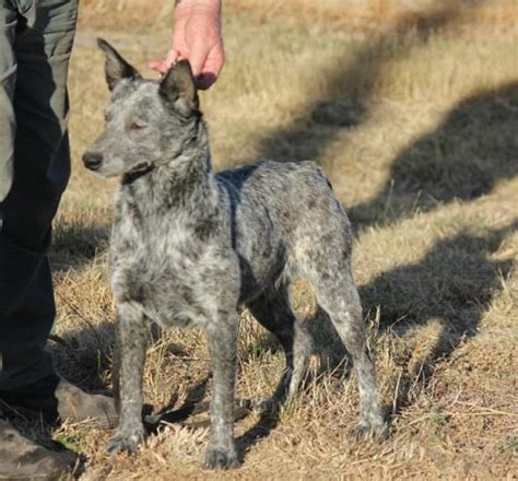 Are Australian Stumpy Tail Cattle Dog Hypoallergenic